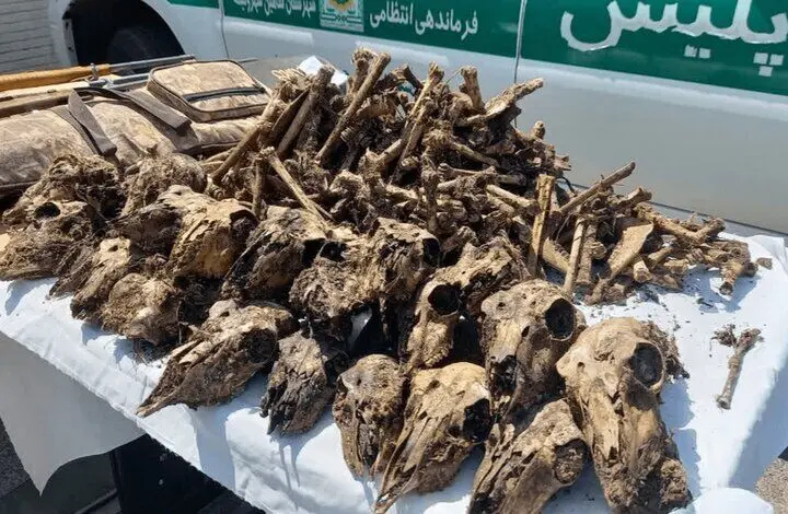 ماجرای کشف ۴۱ جمجمه حیات‌وحش از خانه‌ای در شاهین‌شهر چه بود؟