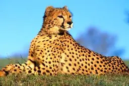 «ایران» و  پروژه بارداری مجدد  یوز  در  اسارت

