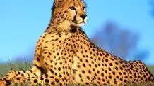 «ایران» و  پروژه بارداری مجدد  یوز  در  اسارت

