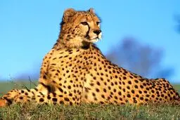 «ایران» و  پروژه بارداری مجدد  یوز  در  اسارت

