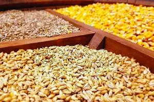 تحویل مدت‌دار نهاده دامی به مرغداران تصویب شد