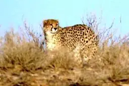 مشاهده یک یوزپلنگ ماده آسیایی در پارک ملی توران