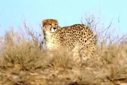 مشاهده یک یوزپلنگ ماده آسیایی در پارک ملی توران