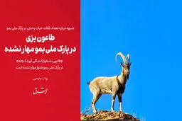 طاعون بزی در پارک ملی بمو مهار نشده