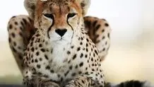 ایران باردار نمی‌شود؟