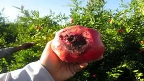 هجوم آفت‌های نوظهور به انار گلستان