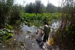 سنبل شیطانی از تالاب نیلوفر آبی ریشه‌کن می‌شود 