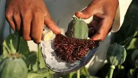 کشت خشخاش آزاد شد؟