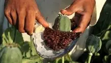 تریاک از منظر علمی و دارویی / آیا کشت خشخاش به ایران بازمی‌گردد؟