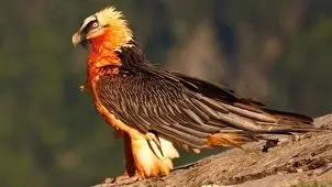 ثبت تصویر هما در آسمان خوش‌ییلاق‌ + ویدیو