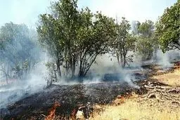 ۵ هزار مترمربع جنگل های تالش در آتش سوخت