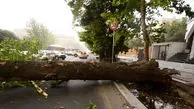 بازگشایی خیابان ولیعصر در پی سقوط درخت