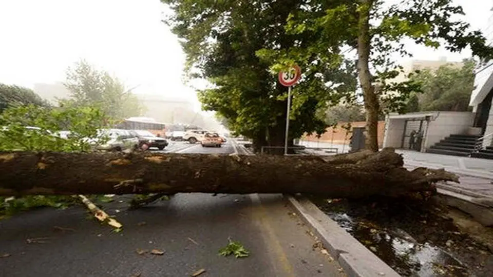 بازگشایی خیابان ولیعصر در پی سقوط درخت