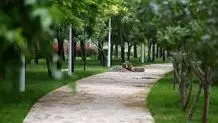 ویدئوی جنجالی از شهردار منطقه ۱۵ تهران؛ بازدید میدانی یا نمایش تبلیغاتی؟ + ویدیو