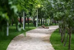 ویدئوی جنجالی از شهردار منطقه ۱۵ تهران؛ بازدید میدانی یا نمایش تبلیغاتی؟ + ویدیو