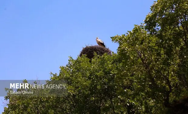 شهر لک لک‌ها در کردستان
