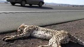 مرگ خاموش یوزهای ایرانی؛ جاده‌ها همچنان قاتل اصلی!