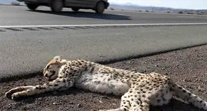 مرگ خاموش یوزهای ایرانی؛ جاده‌ها همچنان قاتل اصلی!