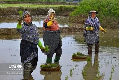 نشاکاری برنج در گیلان