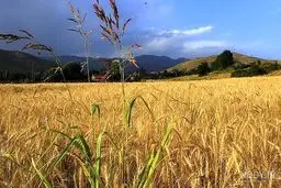 چین مشتری گندم استرالیا و کانادا شد
