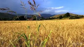 آفت سن گندم؛ تهدیدی مخرب برای غلات ایلام
