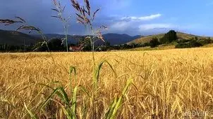 قیمت خرید تضمینی گندم کی مشخص می شود؟