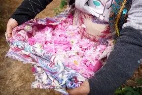 برداشت گل محمدی در روستای اله رودبار بابل