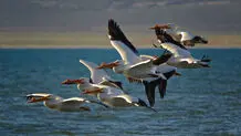 تهدیدهای پرندگان مهاجر


