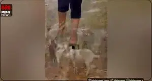 باران زیبای پاییزی در عسلویه