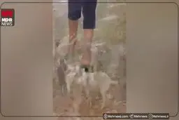 باران زیبای پاییزی در عسلویه