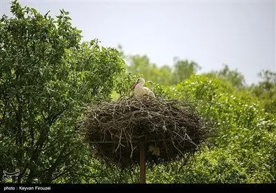 همزیستی لک‌لک‌ها و انسان در روستای دره‌تفی - کردستان