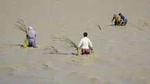 ادعای عجیب درباره آب‌گیری هامون