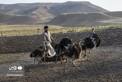 پرورش شترمرغ در روستای بام‌شیخ شهرستان بام‌وصفی‌آباد