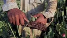 افزایش کشت خشخاش در افغانستان
