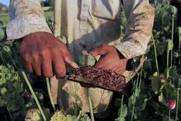 افزایش کشت خشخاش در افغانستان

