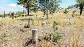 هزینه‌ای که جنگل‌های ایران می‌پردازند
