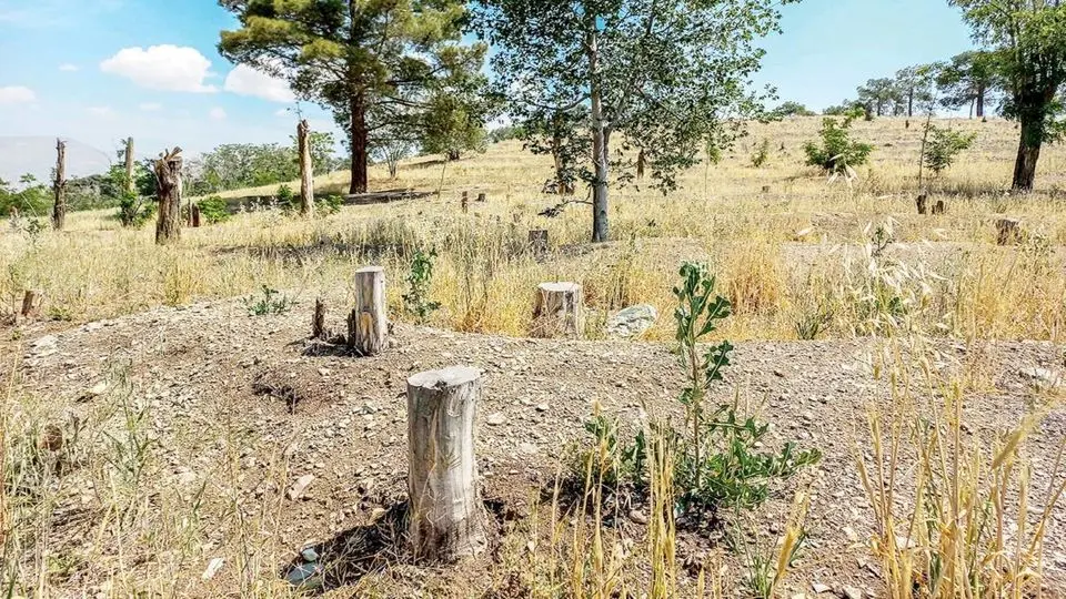 هزینه‌ای که جنگل‌های ایران می‌پردازند
