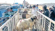احتیاط در استفاده از گوشت گرم و دامی
