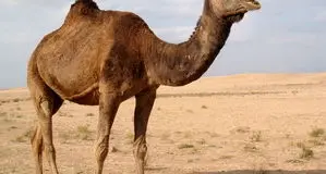 شترهای سرگردان دوباره در جاسک حادثه آفریدند