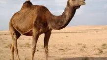 هشدار نسبت به شترهای سرگردان در بشاگرد/ مهلت ۳ روزه برای جمع آوری 