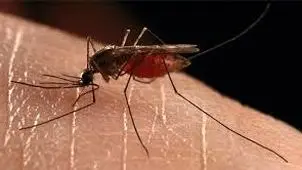 شناسایی ۲۷۰ بیمار مبتلا به مالاریا در بلوچستان 