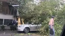 سقوط درخت در بلوار کشاورز تهران + عکس