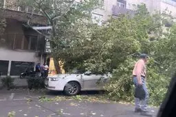 سقوط درخت در بلوار کشاورز تهران + عکس