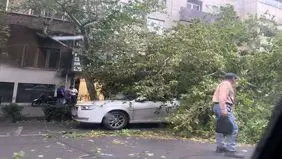 سقوط درخت در بلوار کشاورز تهران + عکس