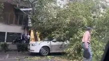 سقوط درخت در بلوار کشاورز تهران + عکس