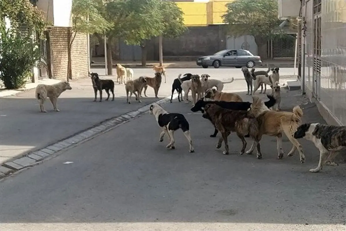 کشتار ۱۷۰۰ سگ ولگرد در دماوند تکذیب شد