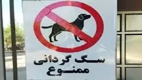 سگ‌گردانی در زرند ممنوع شد