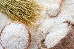 جدیدترین قیمت برنج ایرانی در بازار/ برنج هاشمی و طارم عطری کیلویی چند شد؟

