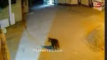 عشق به ایران و زبان فارسی؛ نفرت از قوم‌گرایان