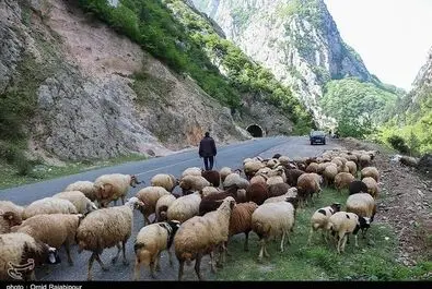 چرای دام در طبیعت اشگور گیلان